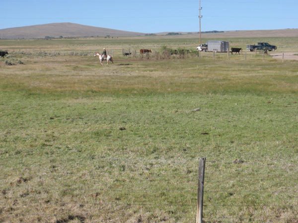 The Cowboys in these pictures are rounding up cattle.